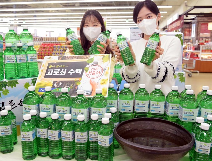 고로쇠 이미지