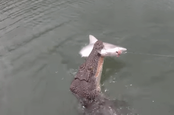 호주에서 한 낚시꾼이 상어를 낚으려는 순간 악어가 나타나 가로채 가는 장면이 공개됐다. 유튜브 영상 캡처