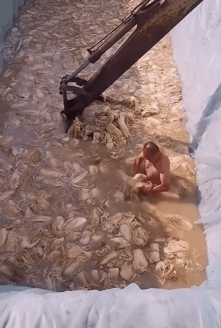 해당 영상은 현지 내 다른 포털에도 올라갈 정도로 파장을 낳지만, 현재 해당 영상은 삭제 처리된 상태다. 이 과정에서 영상 속 배추가 소금에 절인 방식인지에 대해서는 확인되지 않을 뿐더러 작성자가 주장한 대로 국내에 들어온 것인지도 파악되지 않는다. 온라인 커뮤니티 캡처