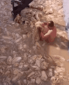 각종 SNS에 공유된 중국 내 배추 절임 장면. 온라인 커뮤니티