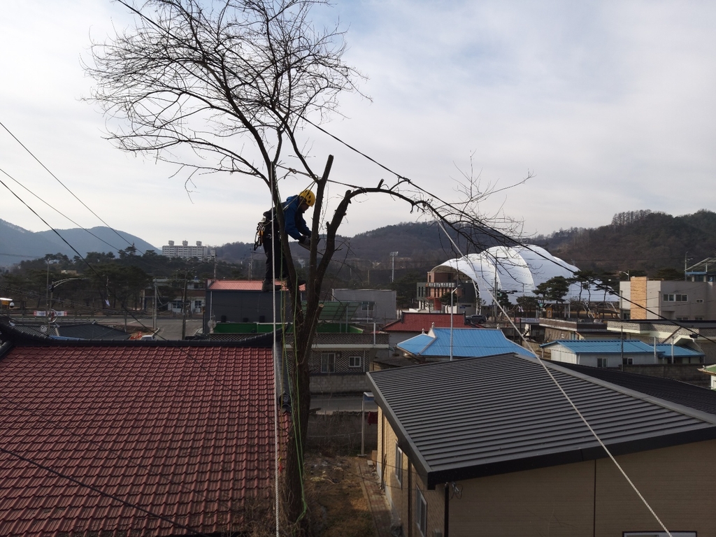 수목관리 이미지