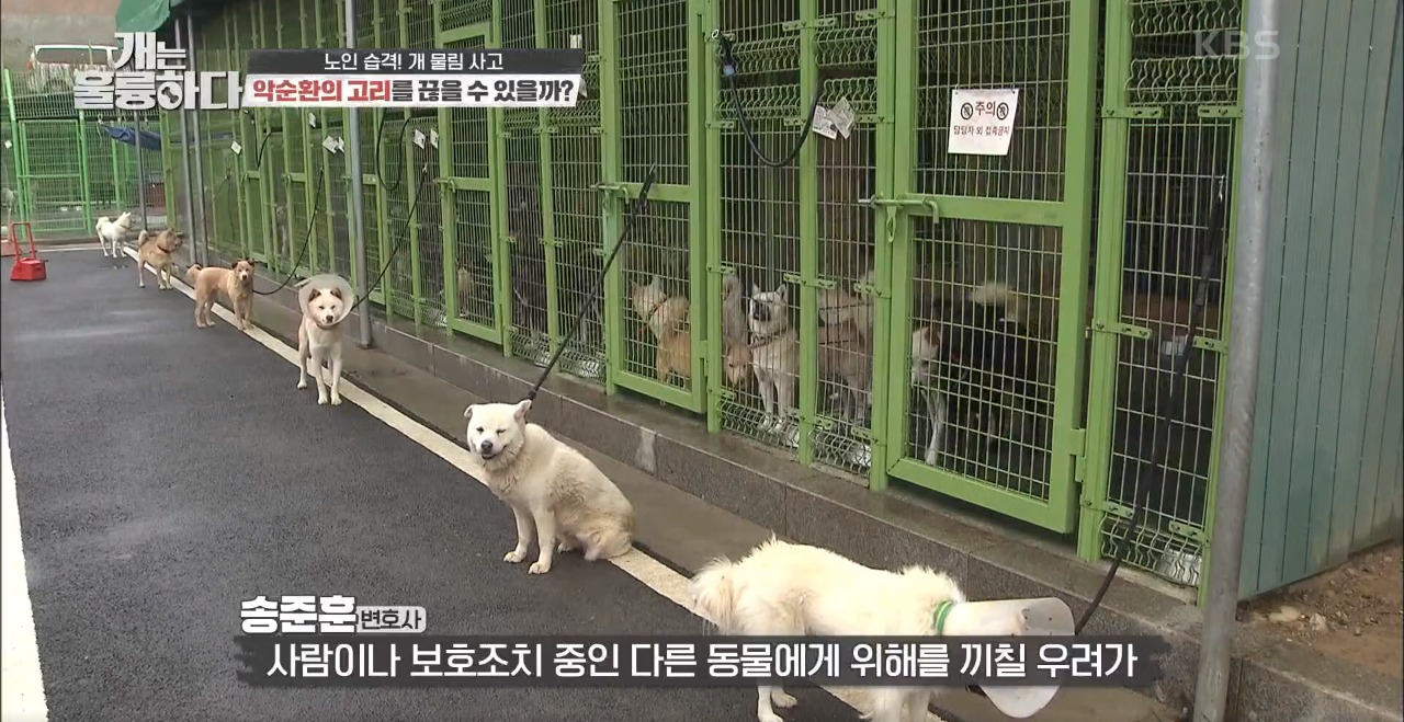 동물보호협회 동행 이미지