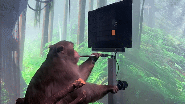 뇌에 컴퓨터 칩을 이식한 원숭이가 컴퓨터 탁구 게임하는 모습이 공개됐다. (영상=뉴럴링크)
