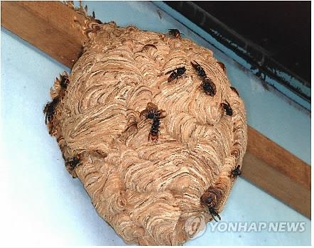 자연히 이미지