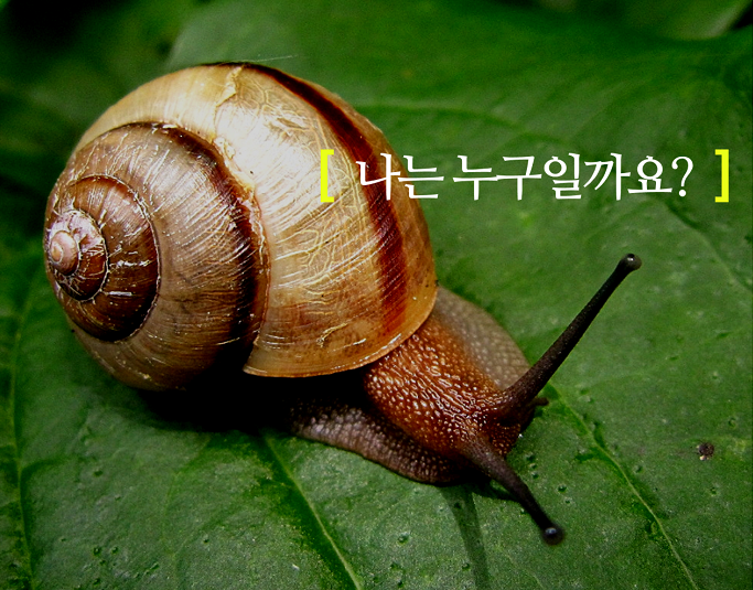 와우미디어 이미지