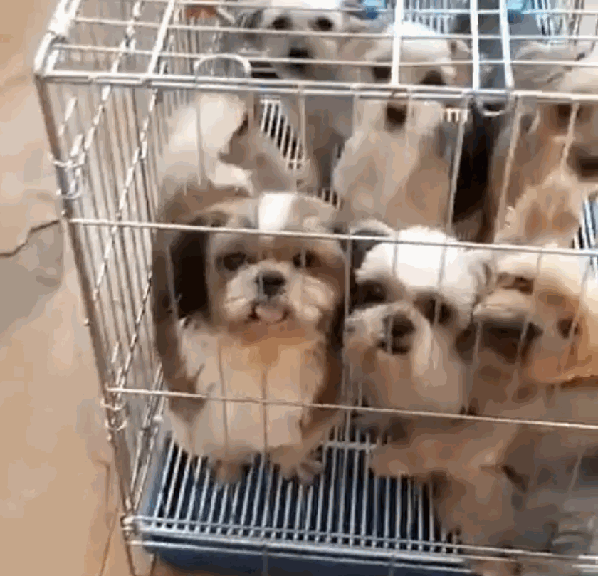 〈출처=동물단체 '유엄빠' 인스타그램〉