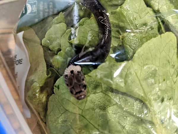 코앞마트 이미지