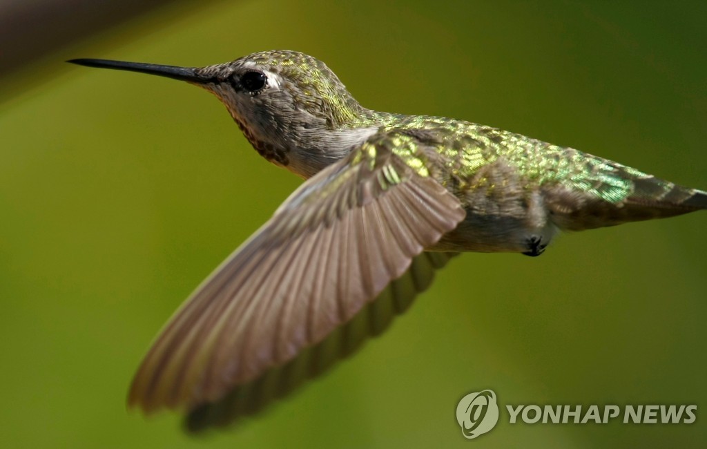 벌새 이미지