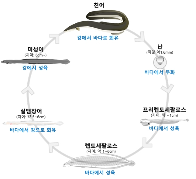 하모 이미지