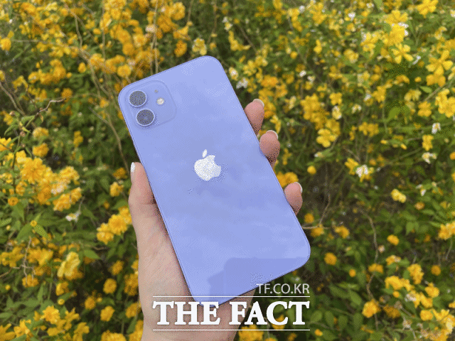 애플이 지난달 30일 봄 시즌 컬러인 아이폰12 퍼플을 출시했다. /최수진 기자