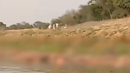 인도 갠지스강으로 떠내려 온 시신들. (데일리메일 갈무리) © 뉴스1