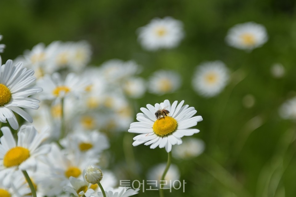 데이지 이미지