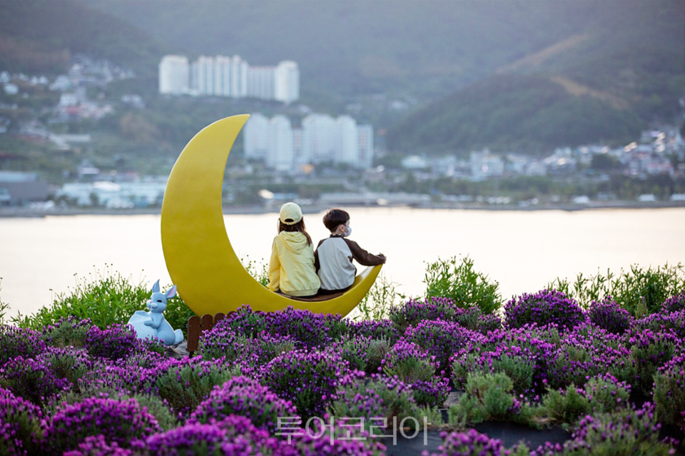 지세포 이미지