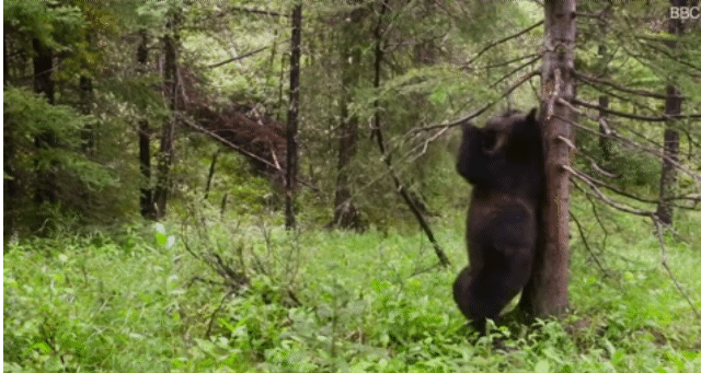 불곰이 나무에 몸을 문지르면서 춤을 추는 듯한 동작을 취하고 있다. [출처: BBC, 데일리메일]