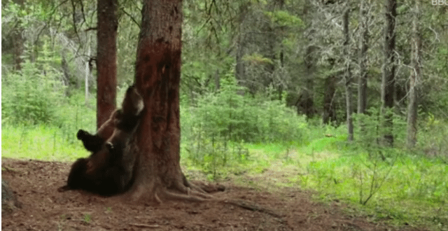 불곰이 나무에 몸을 문지르면서 춤을 추는 듯한 동작을 취하고 있다. [출처:BBC, 데일리메일]