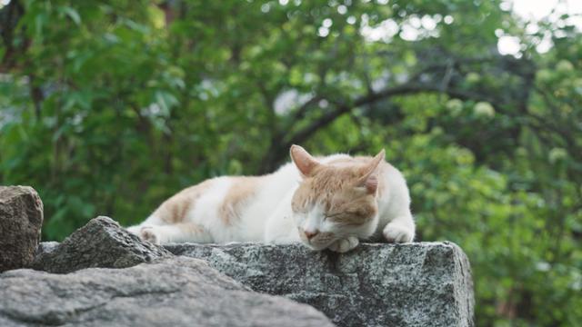 동네고양이 이미지