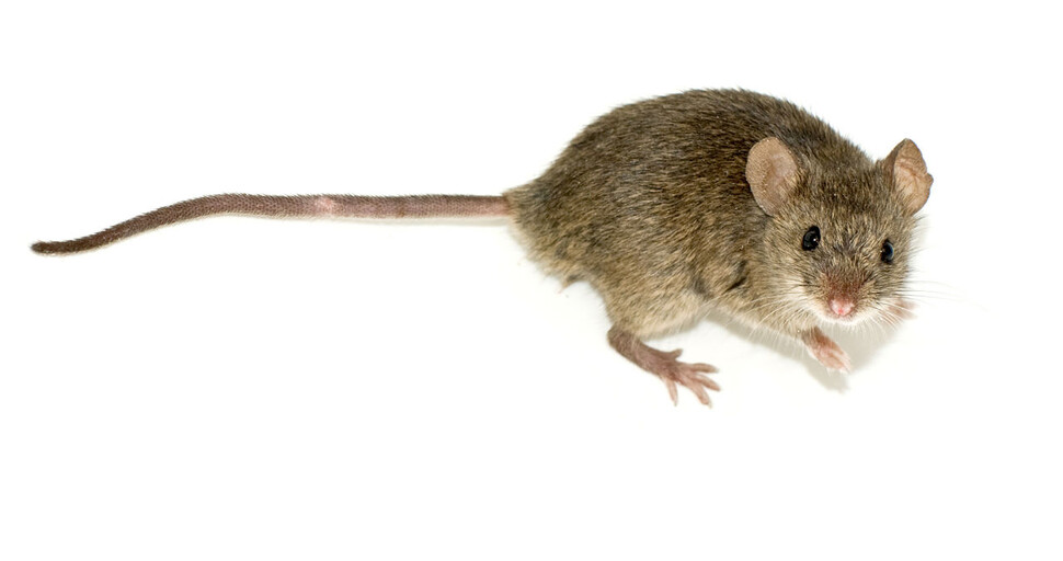이** 이미지