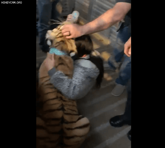 15일(현지시간) 미 텍사스주 휴스턴 경찰에 인계된 9개월된 반려 호랑이에게 조련사가 젖병을 물리고 있다. [미 휴스턴 경찰 트위터 캡처]
