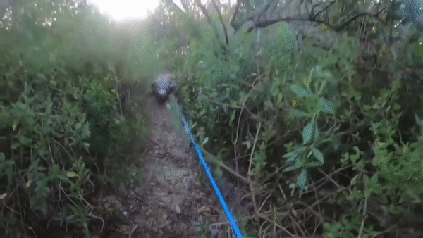 미국 플로리다주에서 낚시를 즐기던 한 남성과 악어가 벌이는 아찔한 추격전 영상이 화제다. /사진='바이럴호그'(ViralHog) 유튜브 영상 캡처