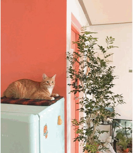 출처: 꿀하우스