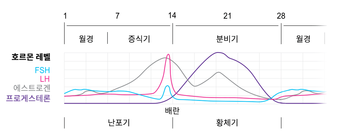 배란일 계산, 쉽게 하는 법 (Feat. 생리일, 주기관리) | 해피문데이 HappyMoonday