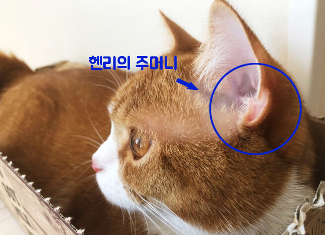 TNR 할 때 잘라도 진짜 안아픔?", 사람들이 잘 모르는 고양이 귀에 관한 사실 8 | 캣랩