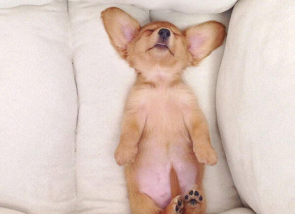 강아지가 배를 보여주는 이유 | 올라펫