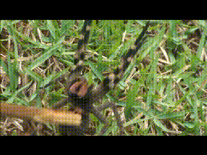 출처: 유튜브/Animals