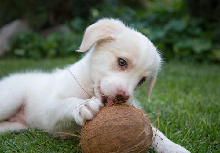 다이어트 간식 추천 강아지도 먹을 수 있는 마루의 아침 꿀 군고구마보시 6