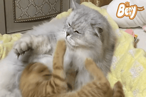 출처: 유튜브 '베니패밀리' 채널