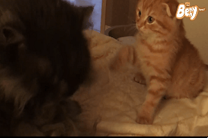 출처: 유튜브 '베니패밀리' 채널