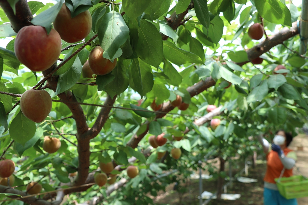 애프리코트(APRICOT) 이미지