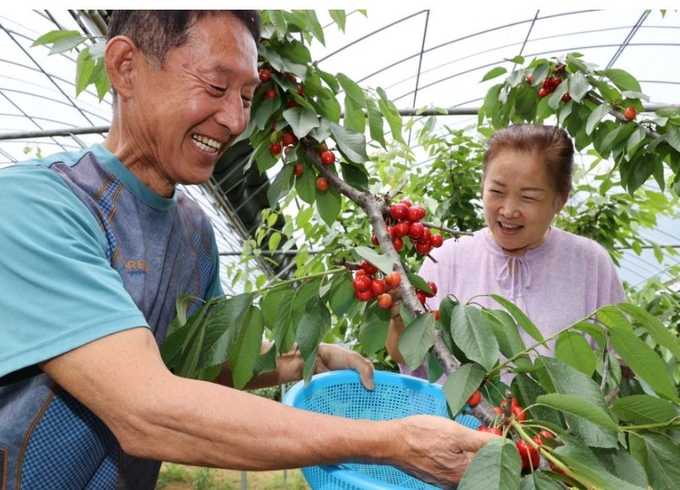 친환경체리 이미지