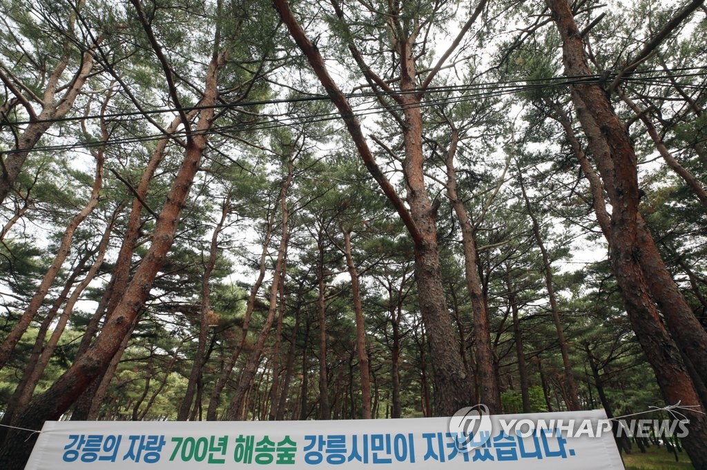 시민이 지켜낸 700년 해송 숲