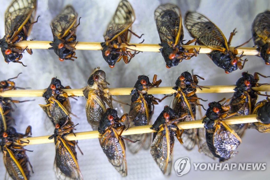 매미 이미지