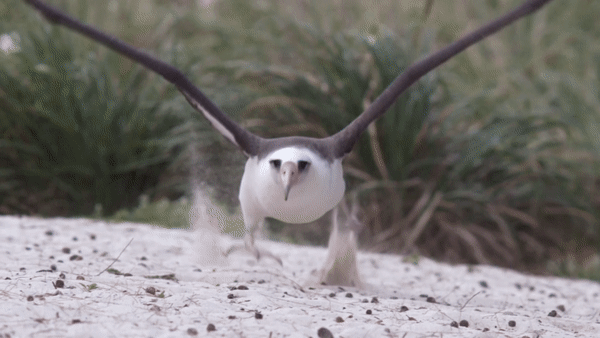다큐멘터리 ＜알바트로스의 꿈＞中