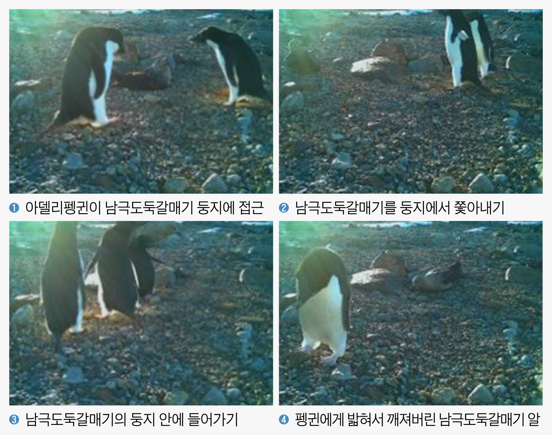 갈매기둥지 이미지