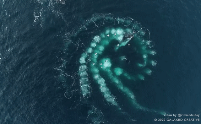 남극해의 혹등고래가 '거품 그물'을 만들어 사냥을 하는 모습. [출처=유튜브 'Richard Sidey' 채널]