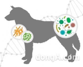 비알디일 이미지