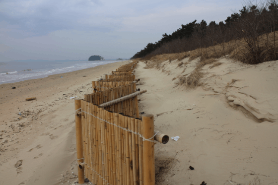 태안해안국립공원 마검포 해안사구의 변화. 2016년 모래포집기 설치 이후 3년 만에 모래가 쌓이고 사구식생이 확산하고 있다. 국립공원공단