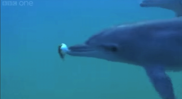 [출처: BBC 유튜브]