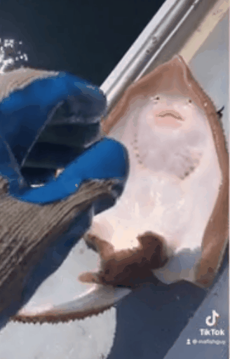 가오리 영상. 출처 틱톡