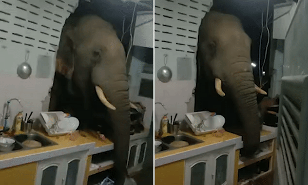 태국서 가정집 외벽 부수고 쌀 훔쳐먹는 야생 코끼리