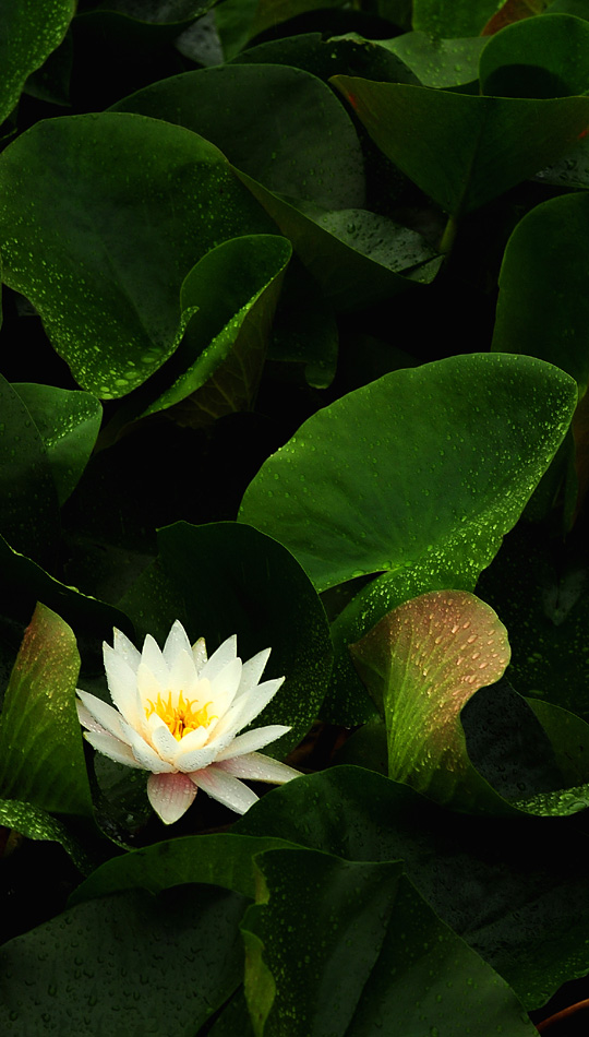 연꽃마을 건넌들 이미지