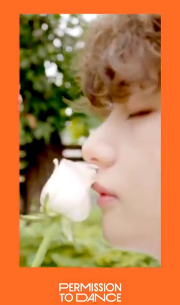 백장미댄스 이미지