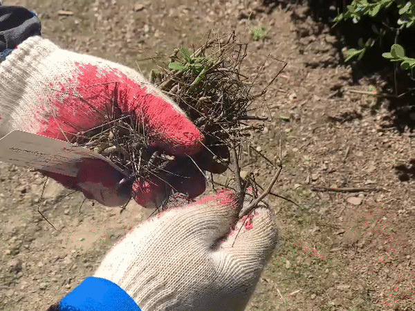 방제 인부들이 나무에서 대벌레를 물리적으로 제거하고 있다. /사진=정한결 기자.