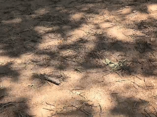 22일 오전 서울 은평구 봉산 등산로에서 방제약을 뿌린 뒤 떨어진 대벌레들이 꿈틀거리고 있다. /사진=정한결 기자.