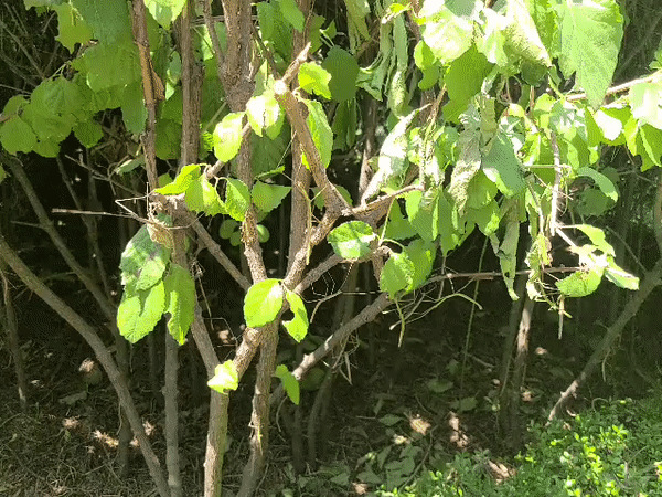 봉산 등산로 인근 나무에 대벌레 수마리가 엉겨 붙어있다. /사진=정한결 기자.
