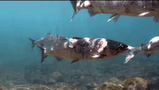 높은 수온으로 인해 몸 곳곳에 상처가 나 있는 연어들. [컬럼비아리버키퍼(Columbia Riverkeepe) 유튜브 캡처]