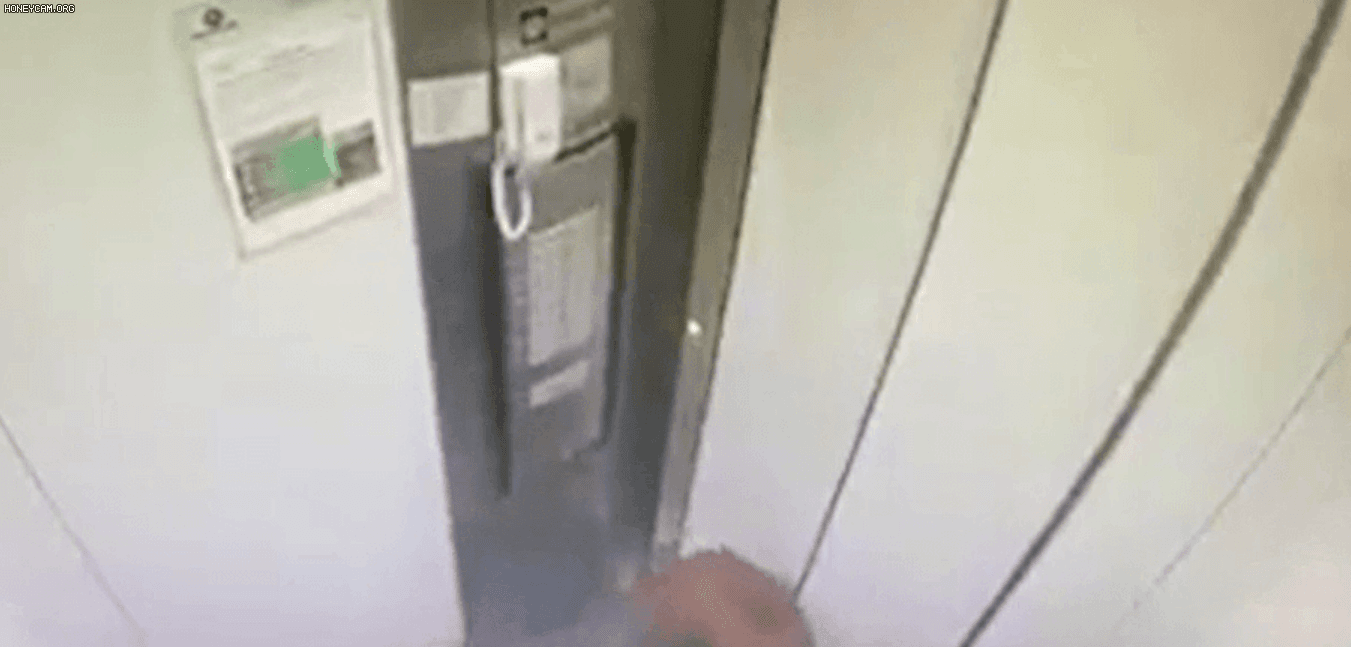 브라질에서 강아지 목줄이 엘리베이터 문에 끼이는 사고가 발생했다. /데일리메일